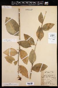 Pedilanthus tithymaloides image