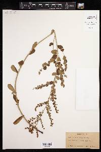 Phyllanthus berteroanus image