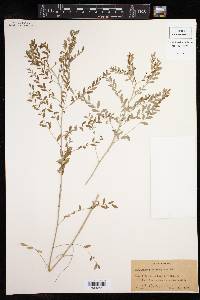 Image of Phyllanthus berteroanus
