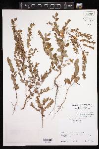 Phyllanthus liebmannianus subsp. liebmannianus image