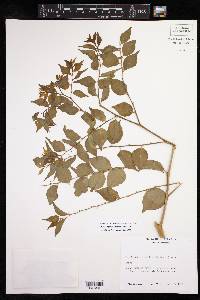 Phyllanthus acuminatus image