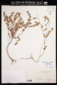 Phyllanthus liebmannianus subsp. liebmannianus image