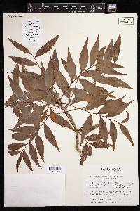 Phyllanthus arbuscula image
