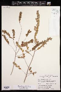 Phyllanthus liebmannianus image