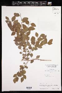 Phyllanthus mocinianus image