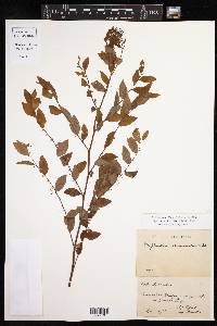 Phyllanthus acuminatus image
