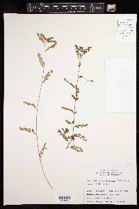 Phyllanthus stipulatus image