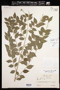 Phyllanthus acuminatus image