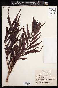 Image of Phyllanthus montanus