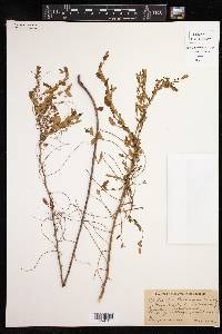 Phyllanthus berteroanus image