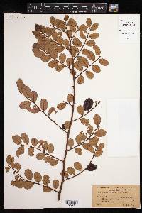 Image of Phyllanthus maleolens