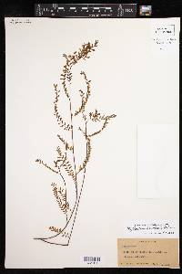 Phyllanthus fuertesii image