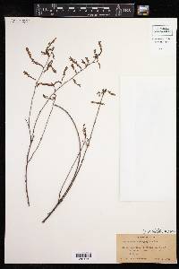 Image of Phyllanthus brachyphyllus
