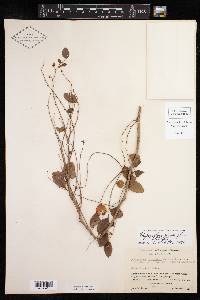 Phyllanthus mcvaughii image