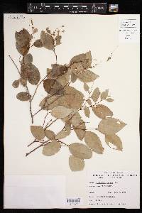 Phyllanthus nutans image
