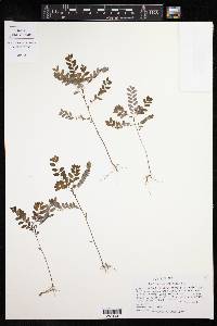 Image of Phyllanthus caribaeus