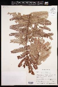 Phyllanthus mimosoides image