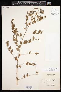 Phyllanthus acuminatus image