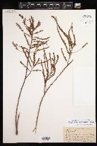 Phyllanthus leptoneurus image