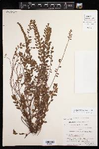 Phyllanthus compressus image