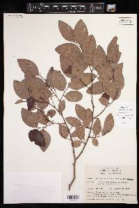 Phyllanthus nutans subsp. nutans image