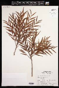 Image of Phyllanthus linearis