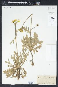 Pyrrhopappus grandiflorus image