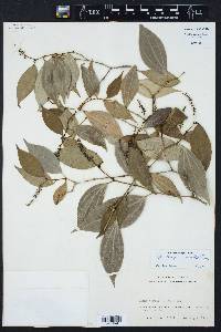 Piper sempervirens image
