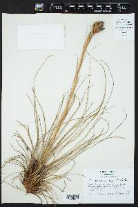 Tillandsia juncea image