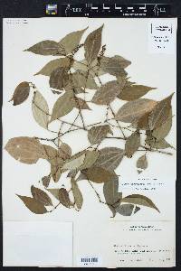 Piper sempervirens image