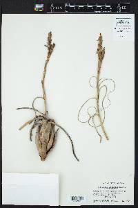 Tillandsia balbisiana image