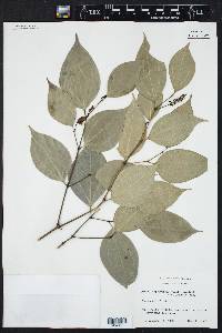 Piper sempervirens image