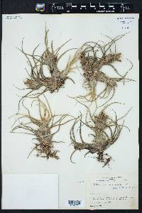 Tillandsia pruinosa image