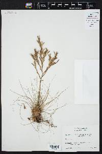 Tillandsia filifolia image