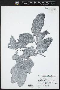 Piper obtusifolium image