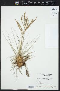 Tillandsia filifolia image