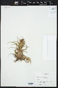 Tillandsia pruinosa image