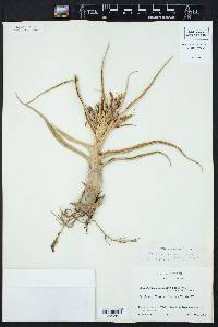 Tillandsia bulbosa image
