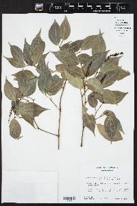 Piper sempervirens image