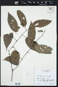 Piper sempervirens image