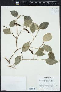 Piper sempervirens image