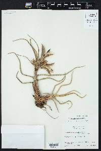 Tillandsia bulbosa image