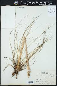 Tillandsia juncea image