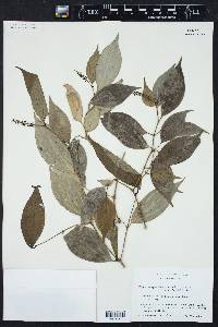 Piper sempervirens image