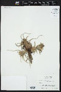 Tillandsia pruinosa image