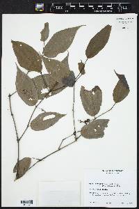 Piper sempervirens image