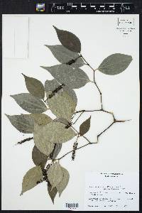 Piper sempervirens image