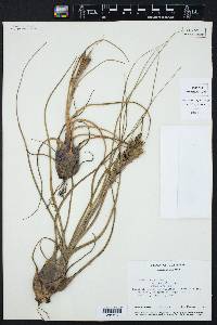 Tillandsia butzii image