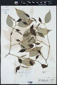 Piper sempervirens image