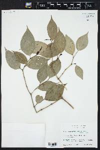 Piper sempervirens image